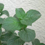 Minze (Pfefferminze)