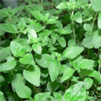 Oregano