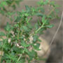 Thymian